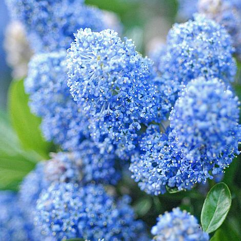 Ceanothus x delileanus 'Gloire de Versailles'