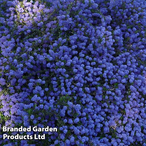 Ceanothus 'Blue Sapphire'