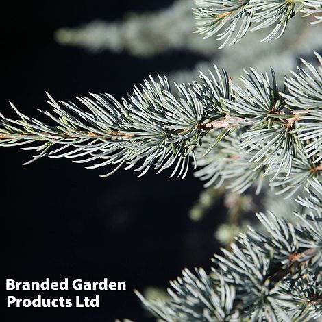 Cedrus libani 'Glauca'