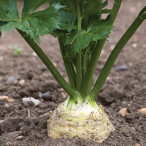 Celeriac 'Monarch'