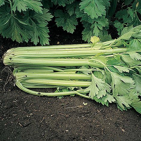 Celery 'Tango' F1 Hybrid (Self blanching)