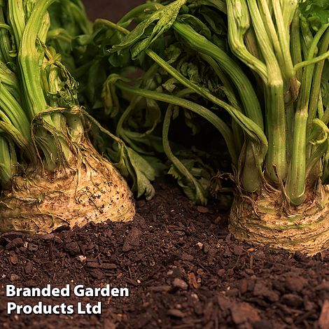 Celeriac 'Monarch'