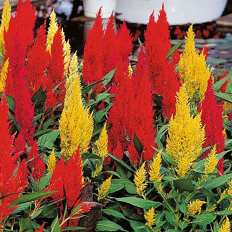 Celosia argentea var. cristata 'Century Mixed'