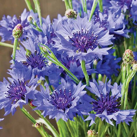 Cornflower 'Blue Diadem'