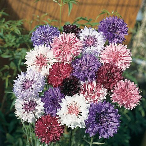 Cornflower 'Polka Dot Mixed'