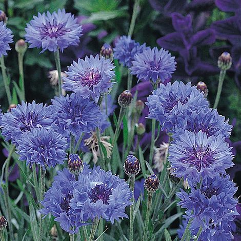 Cornflower 'Jubilee Gem'