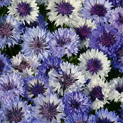 Cornflower 'Classic Fantastic'