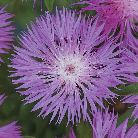 Centaurea dealbata