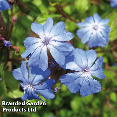 Ceratostigma 'Gentian Blue'