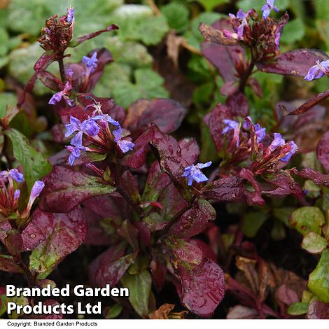 Ceratostigma plumbaginoides