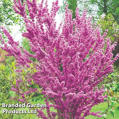 Cercis chinensis 'Avondale'