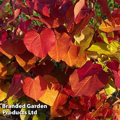 Cercis 'Eternal Flame'