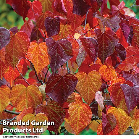 Cercis canadensis 'Forest Pansy'