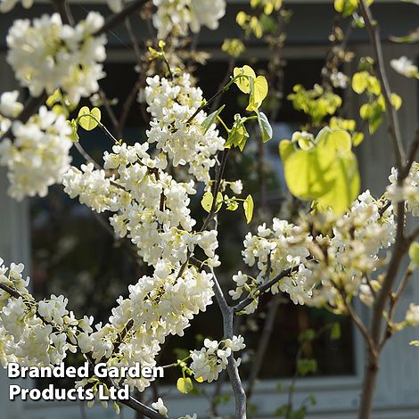 Cercis chinensis 'Shirobana'