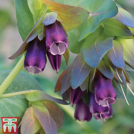 Cerinthe major 'Purpurascens'