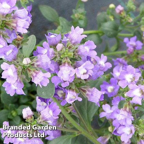 Chaenorhinum origanifolium Blue Dream