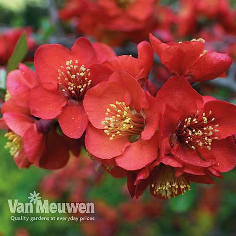 Chaenomeles x superba 'Crimson and Gold'