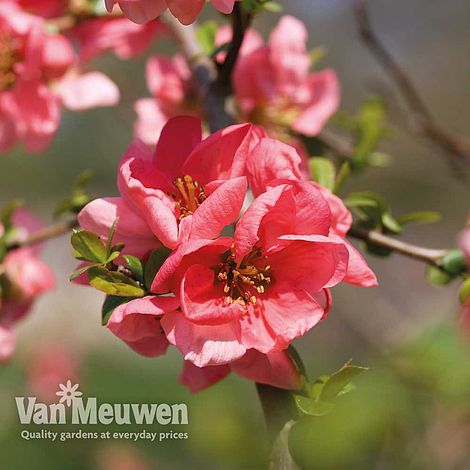 Chaenomeles x superba 'Pink Lady'