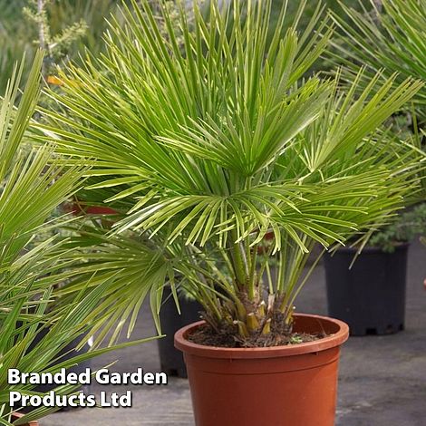 Chamaerops humilis 'Vulcano'