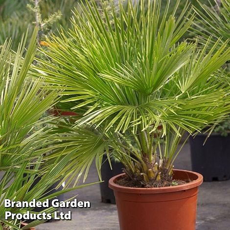 Chamaerops humilis