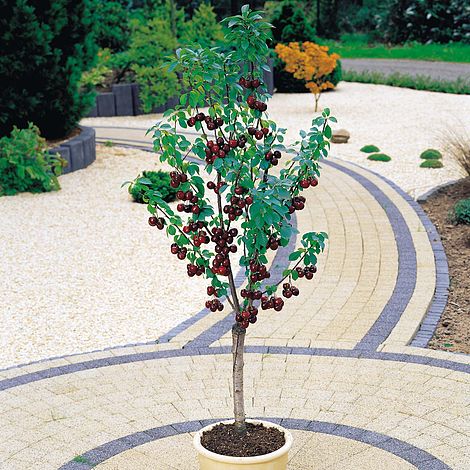 Cherry (Standard)