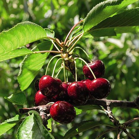 Cherry 'Sylvia' (Mini Fruit Tree)