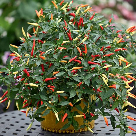 Chilli Pepper 'Basket of Fire' F1