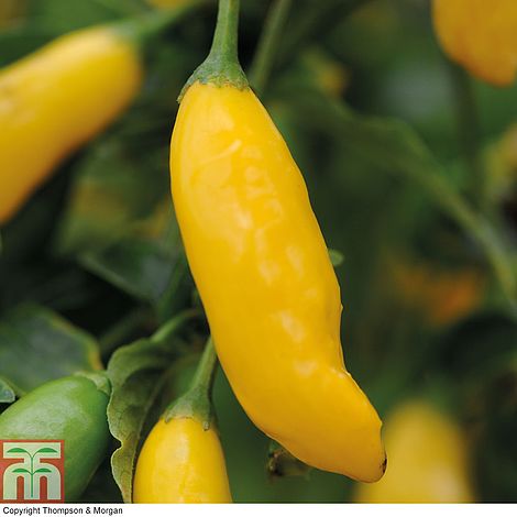 Chilli Pepper 'Hot Lemon'