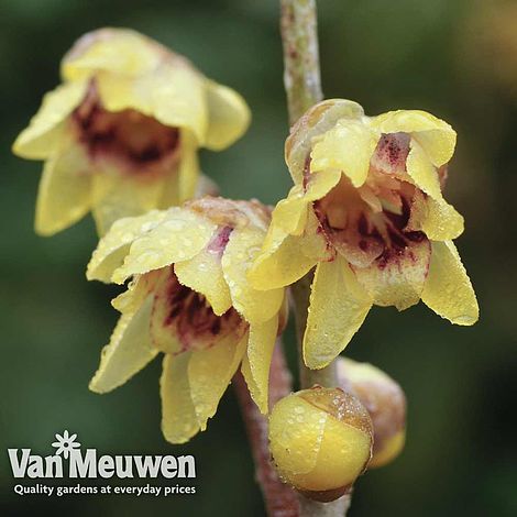 Chimonanthus praecox