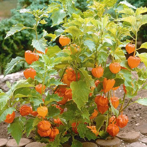 Chinese Lantern (Seeds)