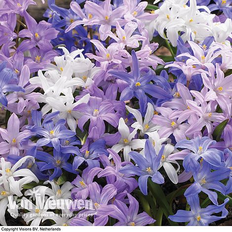 Chionodoxa Mixed