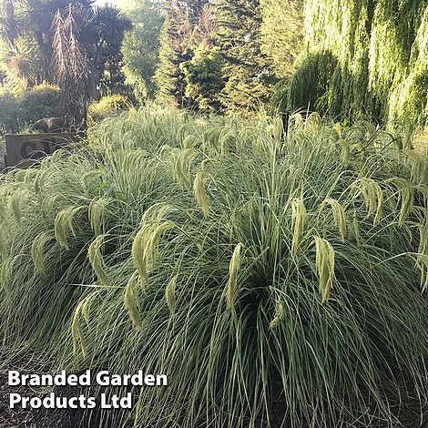 Chionochloa flavicans 'Taupo Lights'