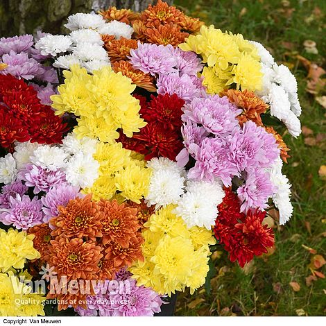 Chrysanthemum 'Decorative'