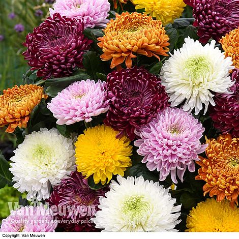 Chrysanthemum 'Incurved Mixed'