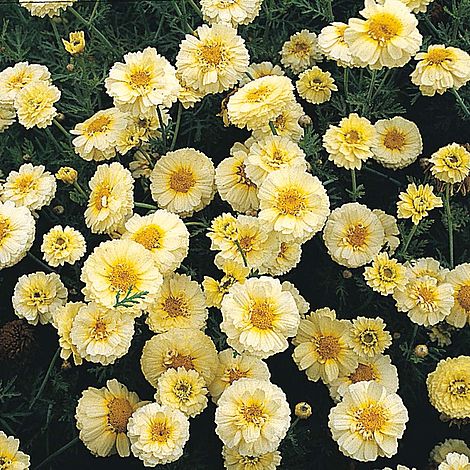 Chrysanthemum coronarium 'Primrose Gem'