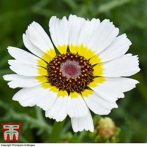 Chrysanthemum carinatum 'Polar Star'