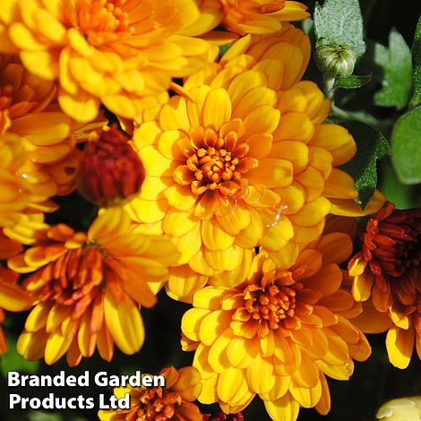 Chrysanthemum 'Conella Orange'
