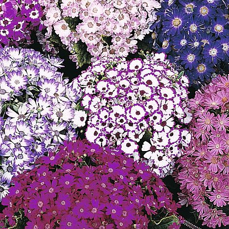 Cineraria 'Dwarf British Beauty Mixed'