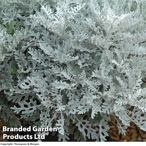 Senecio cineraria 'Silver Dust'