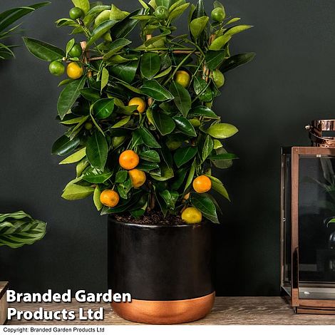 Calamondin Orange - Citrus (House Plant)