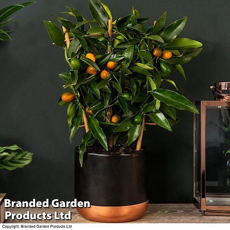 Kumquat - Citrus (House Plant)