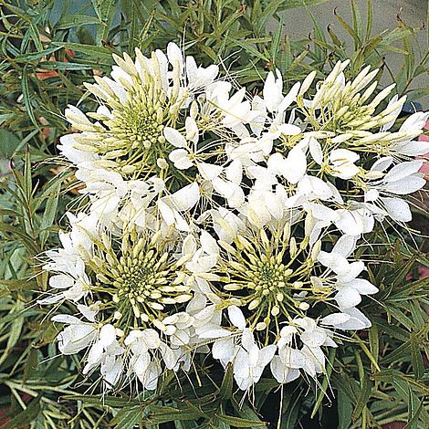 Cleome hassleriana 'Helen Campbell'