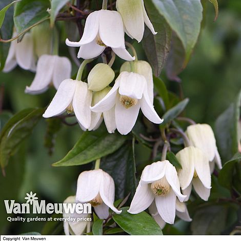 Clematis urophylla 'Winter Beauty'