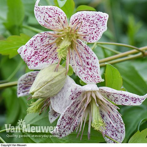 Clematis 'Advent Bells'