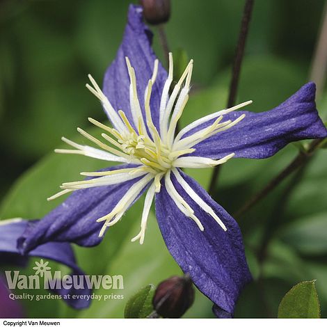 Clematis x aromatica