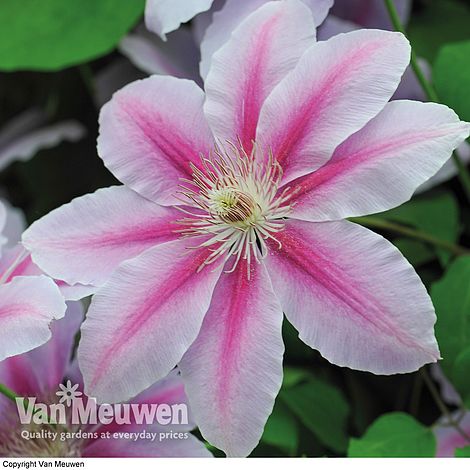 Clematis 'Nelly Moser'