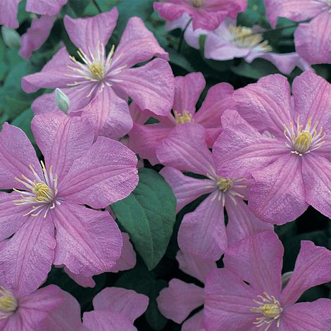 Clematis 'Comtesse de Bouchaud'