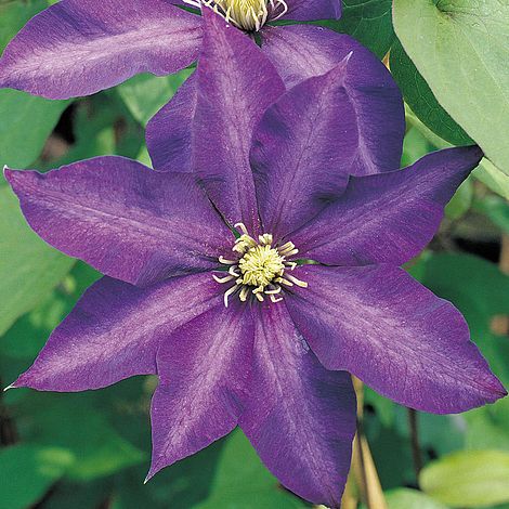 Clematis 'Daniel Deronda'