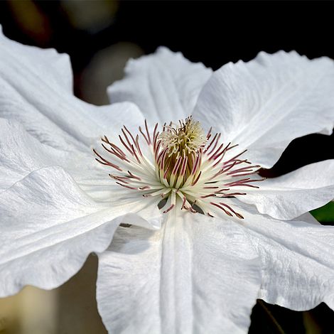 Clematis 'Destiny'