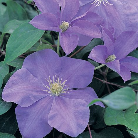 Clematis 'Fujimusume'